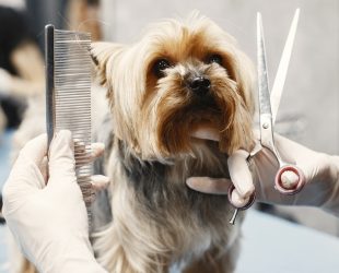 Projeto regulamenta profissão de tosador de pets